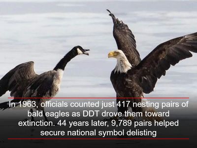 In 1963, officials counted just 417 nesting pairs of bald eagles as DDT drove them toward extinction. 44 years later, 9,789 pairs helped secure national symbol delisting