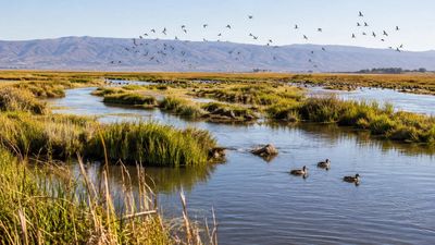 In 2015, Cullinan Ranch crews breached levees, bringing tidal flows back to 1,200 acres. 11 years later, migratory birds and fish now use the restored Napa River habitat in California