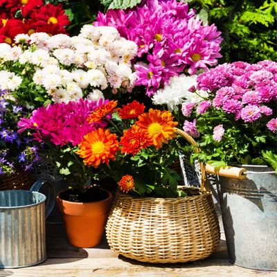 8 plants to add to pots in September for instant colour