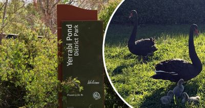 Swans mauled in horrific incident sparks calls for change at popular park