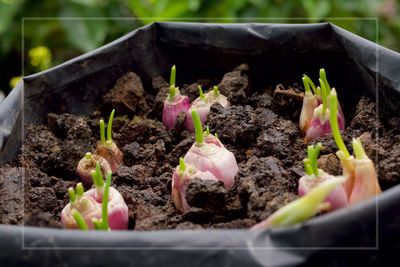 'You'll never need to buy onions again' – expert shows how to grow the essential ingredient using leftovers