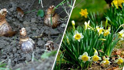 When should you plant daffodil bulbs? Garden experts share advice for successful spring blooms