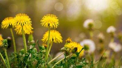 This Small Tool Gets Rid of Weeds Without Digging up Your Garden – and It’s Perfect for Dandelions