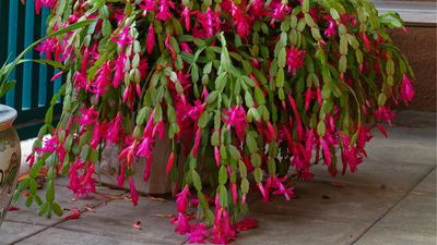 Avoid This One Common Christmas Cactus Mistake When You Spot Buds This Fall – You Could End Up With No Festive Flowers