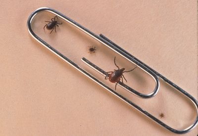 Lone Star Ticks Are Driving a Meat Allergy Across Kansas and Missouri as Fall Bite Season Begins