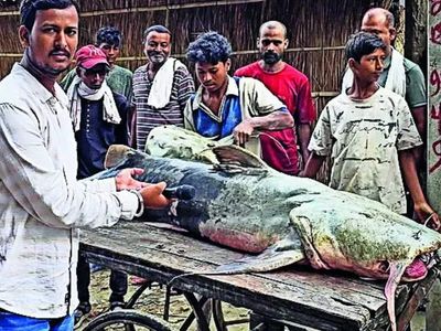 Nepal floods bring strange fish to Bihar, govt warns against eating or selling it; consumption may cause vomiting, diarrhoea