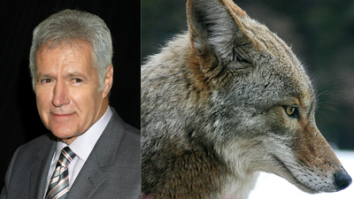 In 1998, Jeopardy! host Alex Trebek donated 74 Hollywood Hills acres worth $2 million, nearly doubling local parkland and protecting trails and a wildlife corridor for deer and coyotes