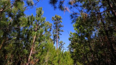 Duke University began exposing North Carolina forest plots to elevated CO2; after 10 years, loblolly pines produced about 20% more biomass
