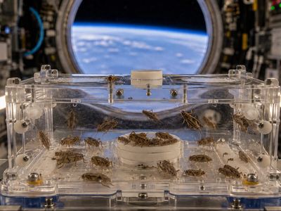 In 1998, NASA flew crickets on Neurolab to study how spaceflight affects developing nervous systems; across the 16-day mission, they joined about 2,000 animals in space