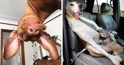 61 Derpy Dog Photos Shared By This Page That Prove Even The Cutest Pups Have Bad Angles