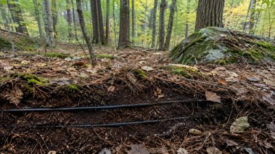 In 1991, Harvard Forest buried heating cables 10 cm deep to warm Massachusetts soil by 5°C; after 26 years, warmed plots had lost 17% of carbon stored in the top 60 cm 2. redundancy