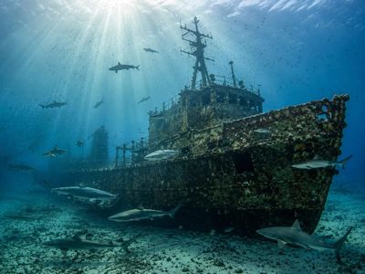 In 2011, North Carolina scuttled the 180-foot Coast Guard buoy tender USCGC Spar off Morehead City; divers later documented sand tiger sharks using the wreck