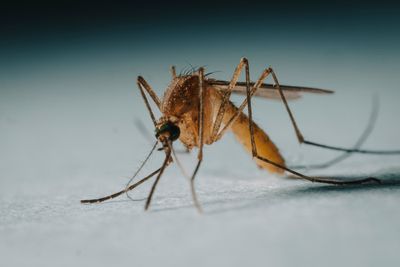 Chicago Reports Its First West Nile Death of the Year as Officials Point to a Rainy Summer
