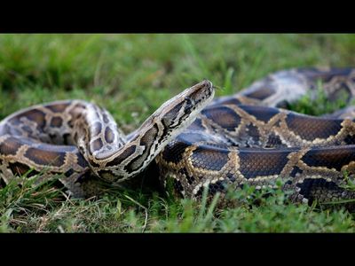 In 2024, Florida scientists found a surprising way to detect invasive snakes: Their DNA can be found in water and soil even after they are gone