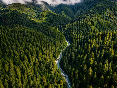 In 1905, William Kent bought 611 acres of California redwoods; he later donated 298 acres, helping protect the forest and create Muir Woods National Monument