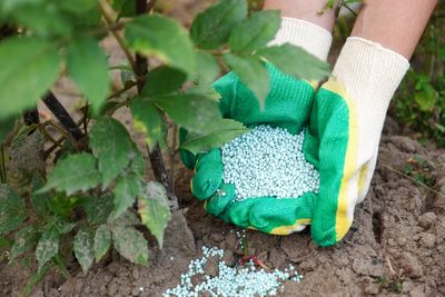 7 Garden Plants You Should Stop Fertilizing as Summer Ends