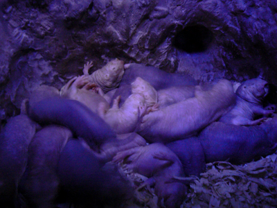 In 2021, Berlin teams studied 166 naked mole-rats and found they recognised colony-specific vocal dialects; cross-fostered pups learned the dialect of their new colony
