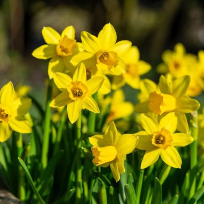 Plant these 5 low-maintenance daffodils in September for showstopping spring displays – and minimal effort!