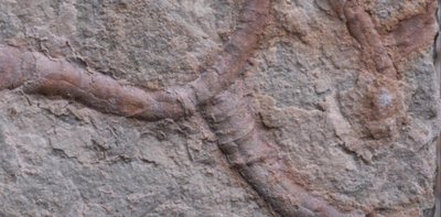 Ancient fossil from China reveals animal-microbe partnerships dating back 550 million years