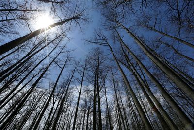 Judge orders federal logging project halted in Shawnee National Forest
