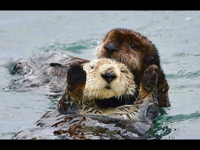 In 1980s, scientists moved 140 sea otters to a California island as an insurance policy; most disappeared, but the population eventually rebounded