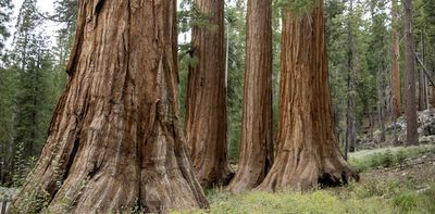 Yosemite, again in corporate crosshairs, embodies the long war over US national park privatization