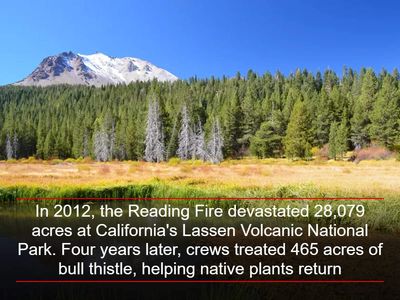 In 2012, the Reading Fire devastated 28,079 acres at California's Lassen Volcanic National Park. Four years later, crews treated 465 acres of bull thistle, helping native plants return