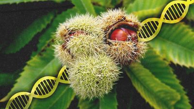 USDA Approves Bioengineered American Chestnut Tree That Could Bring Them Back From Near-Extinction