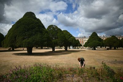 Storms from El Niño could risk trees disappearing from England’s landscape, expert warns