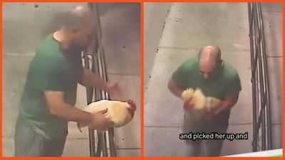 Fort Lauderdale restaurant calls for return of beloved chicken named Mabel after the ‘community staple’ was stolen by a stranger