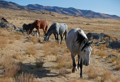 Congress looks to stop horsing around on wild mustangs and burros