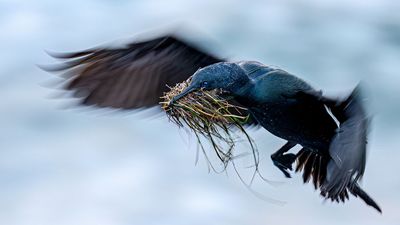 These award-winning bird photos from Chile to Colombia, Canada and the US show nature at its most beautiful and vulnerable