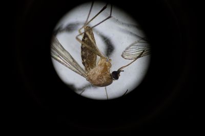 A Standard West Nile Blood Test Can Come Back Negative in Patients Taking Common Infusion Drugs