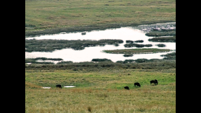 In 2021, Ted Turner gave nearly 80,000 acres of prairie to his ecoagriculture institute; it is now a living laboratory for bison and wetlands