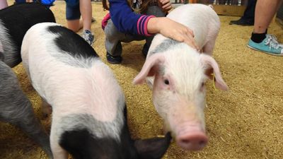 Child's death after petting zoo trip sparks warning
