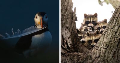 22 Best Photos From The Canadian Wildlife Photography Of The Year Competition