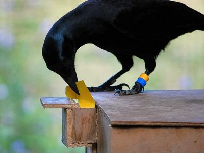 Researchers trained 8 crows to use a vending machine, then removed the model they had been copying; 6 of 8 succeeded, suggesting crows can rely on memory alone