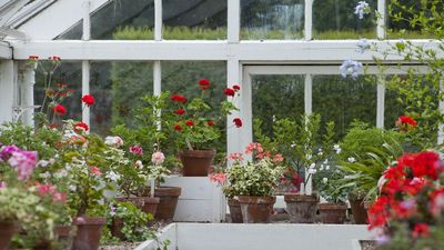 If You Grow Geraniums, Don't Wait to Prepare Them for Frost – 5 Things to Do in September for More Blooms Next Year