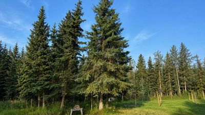 In the 1930s, Canada planted white spruce across native prairie; decades after the trees were removed, scientists found the ecosystem still hadn't recovered