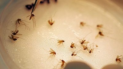 West Nile virus: 290 cases and 24 deaths in Greece — Cyprus calls for calm