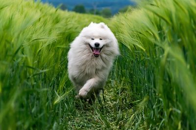 Travis Kelce and Taylor Swift's Dog Wendy Sparks Samoyed Boom After Tommy Hilfiger Ad Debut