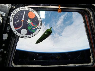 In 2021, NASA grew Hatch chile peppers on the International Space Station; over 137 days, the plants produced harvestable fruit with unusually straight stems