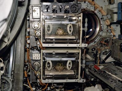 In 1970, NASA launched two bullfrogs into orbit to study vestibular function; over six days, the animals provided hours of data on balance in weightlessness