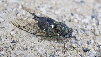 Are cicadas louder this year?