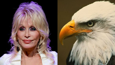 For 35 years, Dolly Parton’s Dollywood protected bald eagles; after a storm damaged their sanctuary, the birds are moving to a new 50-acre campus