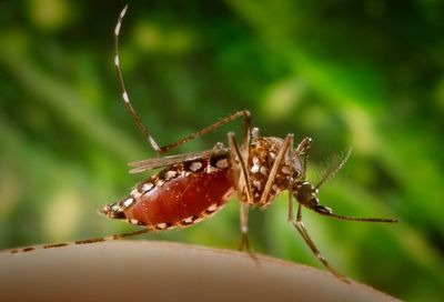 Mosquitoes alert in London: Invasive species which can carry deadly virus found breeding in capital's homes