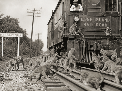 In 1935, 175 rhesus monkeys escaped from a Long Island 'Jungle Camp'; they stopped a train, caused a power outage and raided fruit stands. Locals put out whiskey to catch them for cash bounties