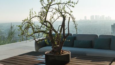 5 Houseplants Everyone Should Know, but Elevated — How Plant Artists Make Common Plants Look Cool
