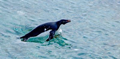 Satellite images show how penguins’ diets are changing in response to Antarctic climate change