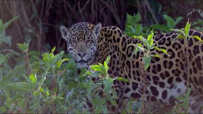 In 2005, conservationists tackled Atlantic Forest loss after more than 80% of its woodland had vanished. 13 years later, jaguars in Upper Paraná rose 160% to 105 animals